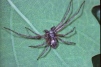 Philodromus aureolus Copyright: Peter Harvey