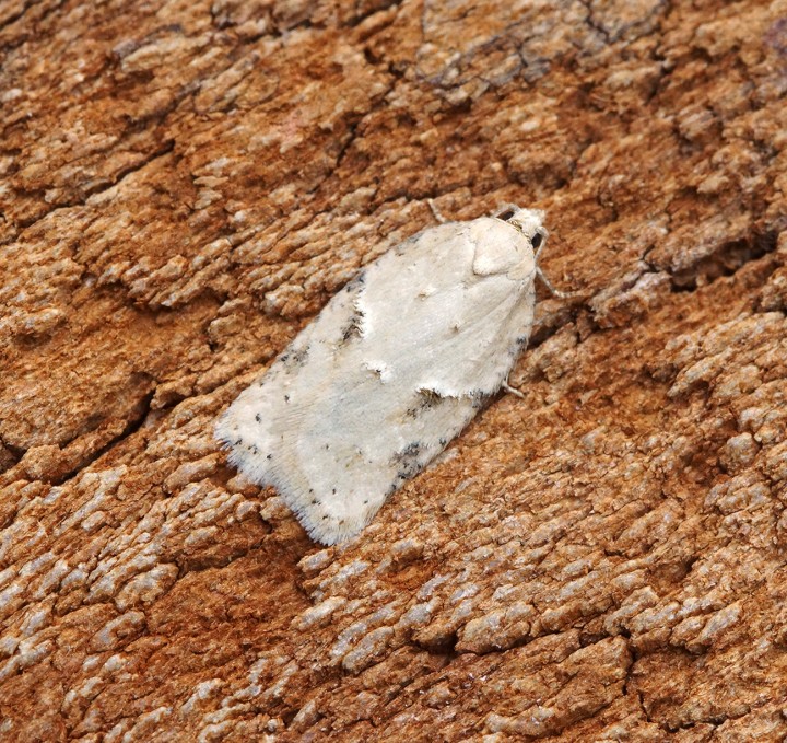 Acleris logiana - Gen Det Copyright: Ben Sale