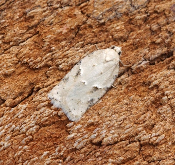 Acleris logiana - Gen Det Copyright: Ben Sale