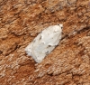 Acleris logiana - Gen Det Copyright: Ben Sale