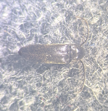 Microrhagus pygmaeus Copyright: Robert Smith