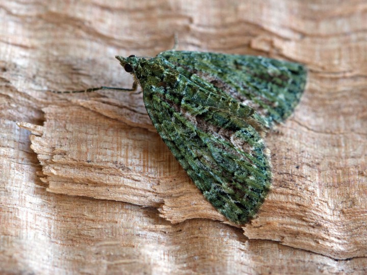 Red-green Carpet  Chloroclysta siterata 2 Copyright: Graham Ekins