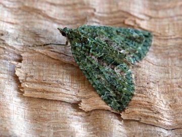 Red-green Carpet  Chloroclysta siterata 2 Copyright: Graham Ekins