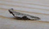 Hypatima rhomboidella.