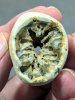 Siphonia sp sponge in flint beach pebble 