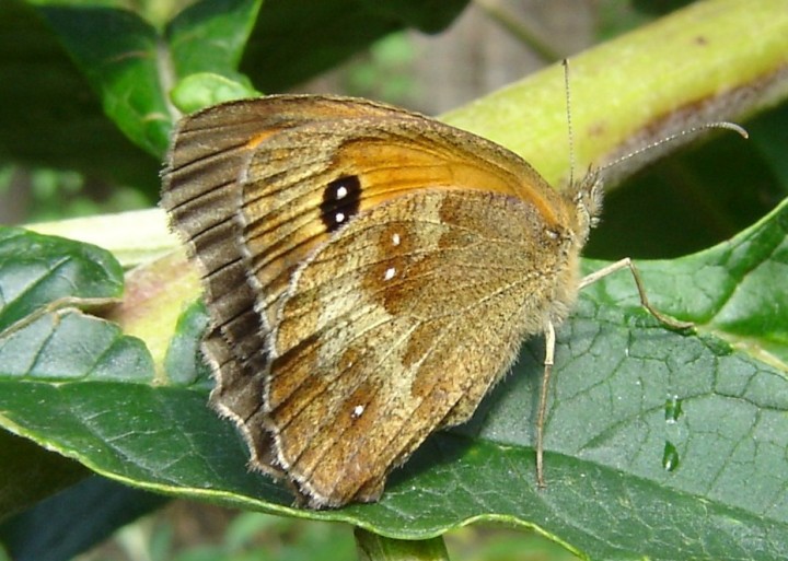 Gatekeeper butterfly Copyright: Sue Grayston