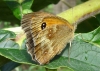 Gatekeeper butterfly Copyright: Sue Grayston