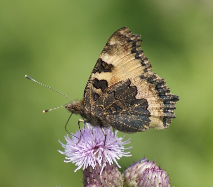 Small Tortoiseshell (underside) Copyright: Robert Smith