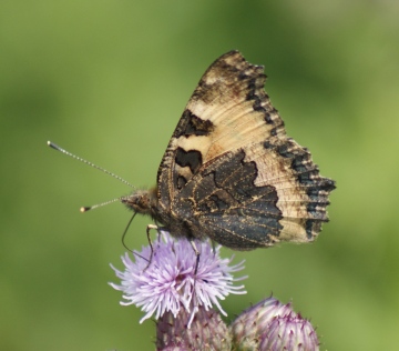 Small Tortoiseshell (underside) Copyright: Robert Smith