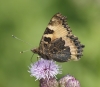 Small Tortoiseshell (underside)