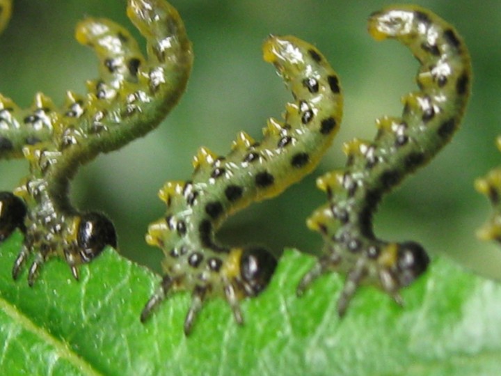 sawfly Copyright: Kim Prowse