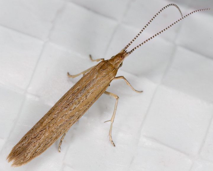 Coleophora sternipennella 03-08-2023 Copyright: Bill Crooks