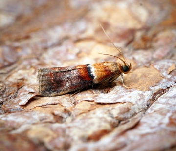 Acrobasis repandana 2 Copyright: Ben Sale