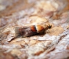 Acrobasis repandana 2 Copyright: Ben Sale