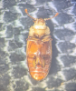 Antherophagus pallens underside Copyright: Robert Smith