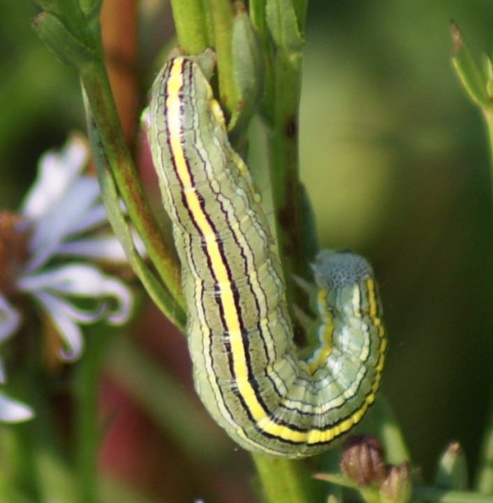 Star-wort larva Copyright: Robert Smith