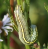 Star-wort larva Copyright: Robert Smith