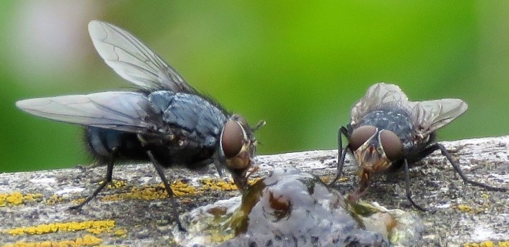 Calliphora vicina Copyright: Phil Mann