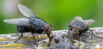 Calliphora vicina Copyright: Phil Mann