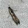 Platytes alpinella 2