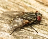 Musca autumnalis female 20160708-6211 Copyright: Phil Collins