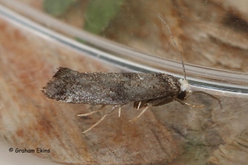 Swammerdamia pyrella Copyright: Graham Ekins