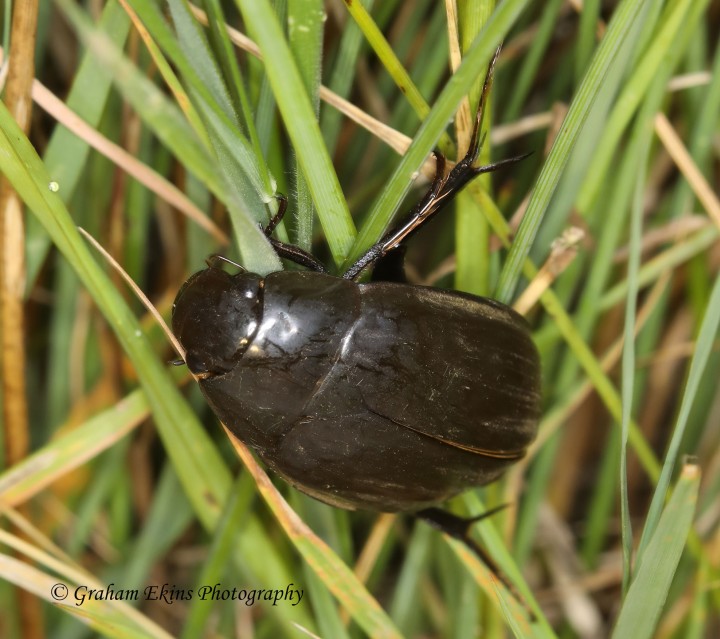 Hydrophilus piceus  (Great Silver Water Beetle) Copyright: Graham Ekins