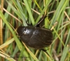Hydrophilus piceus  (Great Silver Water Beetle) 