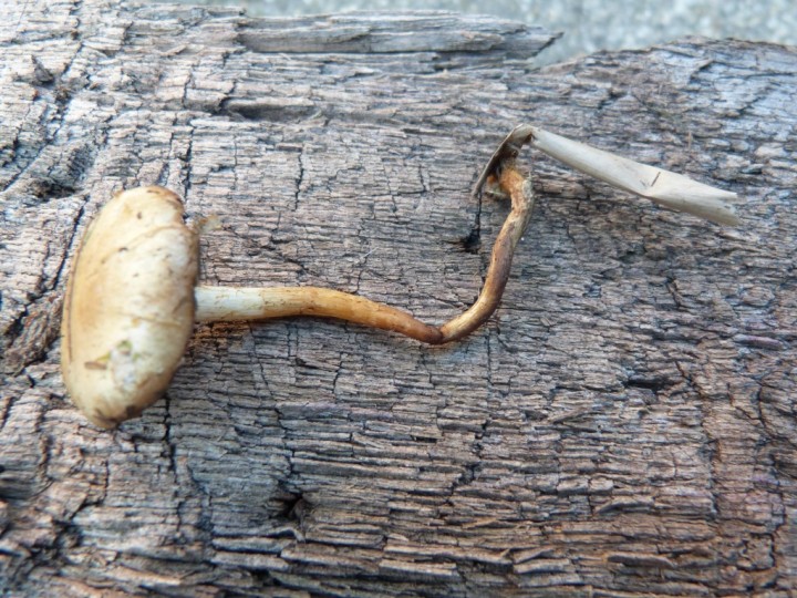 Agrocybe elatella 1 Copyright: Graham Smith