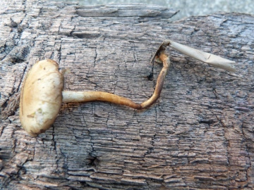 Agrocybe elatella 1 Copyright: Graham Smith