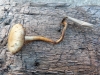 Agrocybe elatella 1 