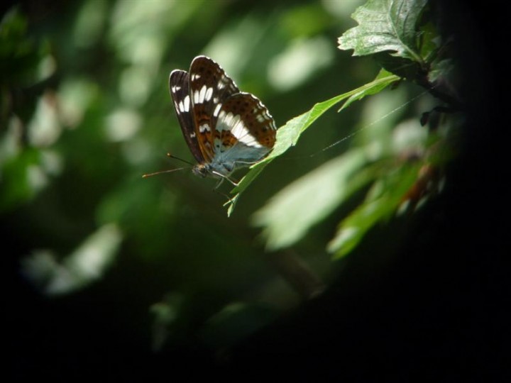 White Admiral Butterfly Copyright: Colin Shields