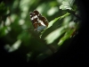 White Admiral Butterfly 