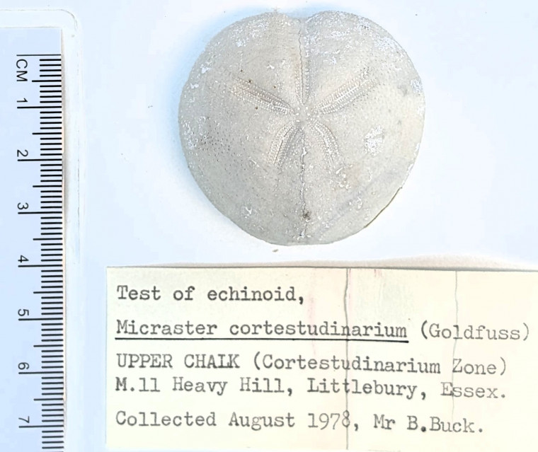 Echinoid Micraster cortestudinarium Littlebury Heavy Hill M11 Copyright: Essex Field Club 1978