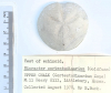 Echinoid Micraster cortestudinarium Littlebury Heavy Hill M11
