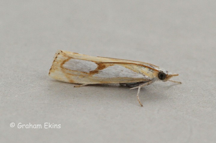 Catoptria pinella 5 Copyright: Graham Ekins