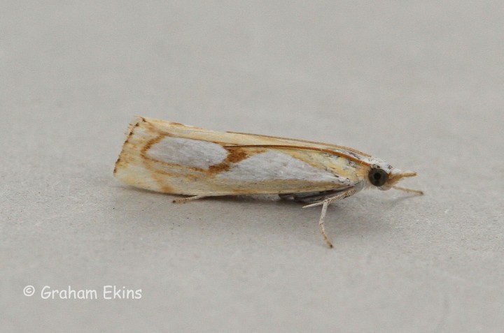 Catoptria pinella 5 Copyright: Graham Ekins