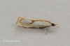 Catoptria pinella 5 Copyright: Graham Ekins