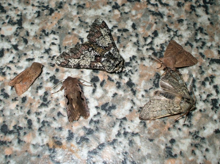 Moths Copyright: Ben Sale