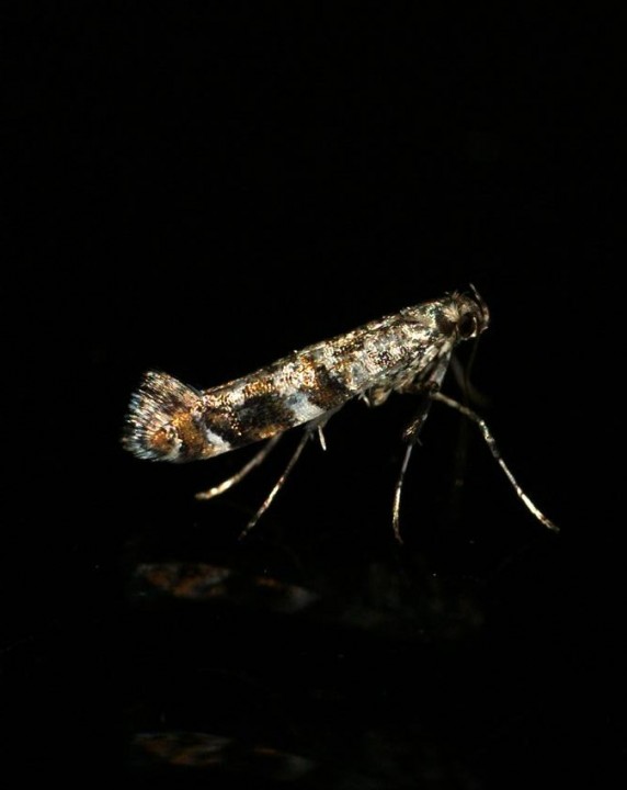 Caloptilia syringella Copyright: Ben Sale