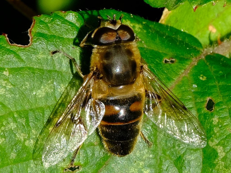 Eristalis pertinax - Purleigh Copyright: Peter Squire