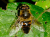 Eristalis pertinax - Purleigh