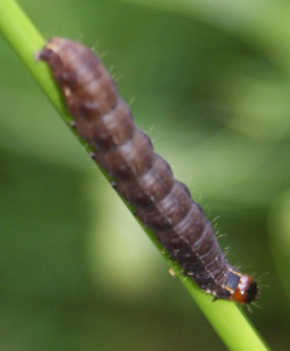 final instar larva - top Copyright: Robert Smith