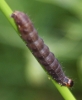 final instar larva - top