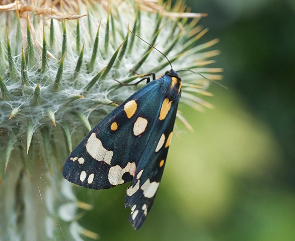 Scarlet Tiger Copyright: Roger Payne