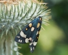 Scarlet Tiger Copyright: Roger Payne