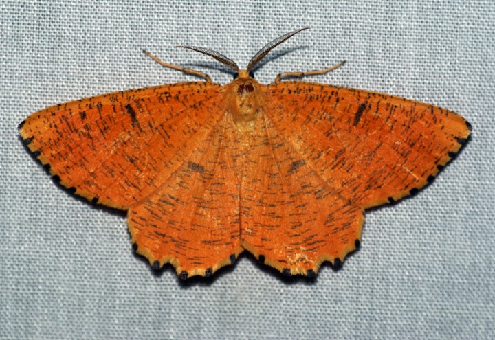 Orange Moth 2 Copyright: Ben Sale