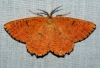 Orange Moth 2 