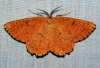 Orange Moth 2