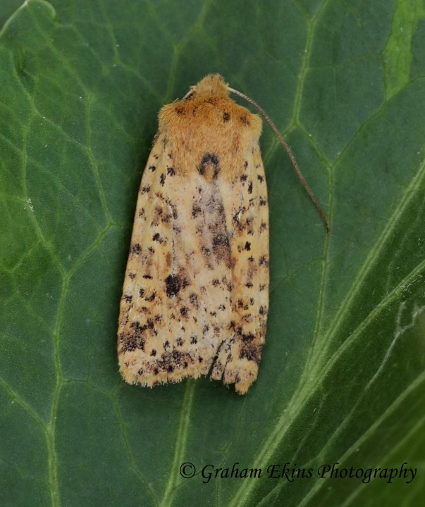 Conistra rubiginea    Dotted Chestnut 3 Copyright: Graham Ekins